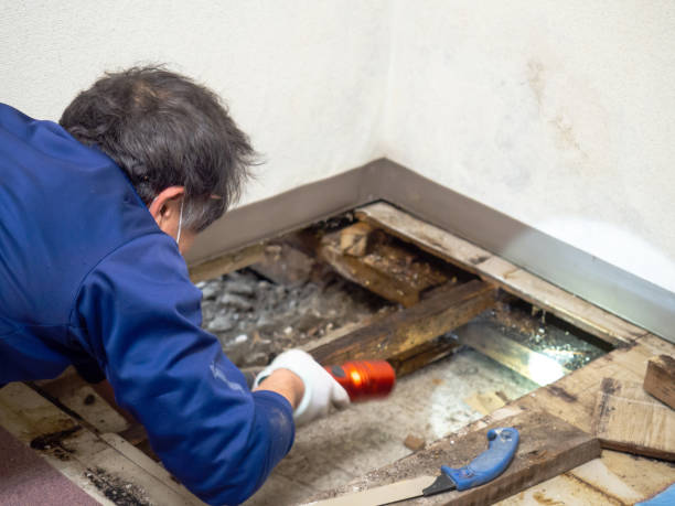 Best Mold Remediation for Specific Building Types in Cleveland, NC